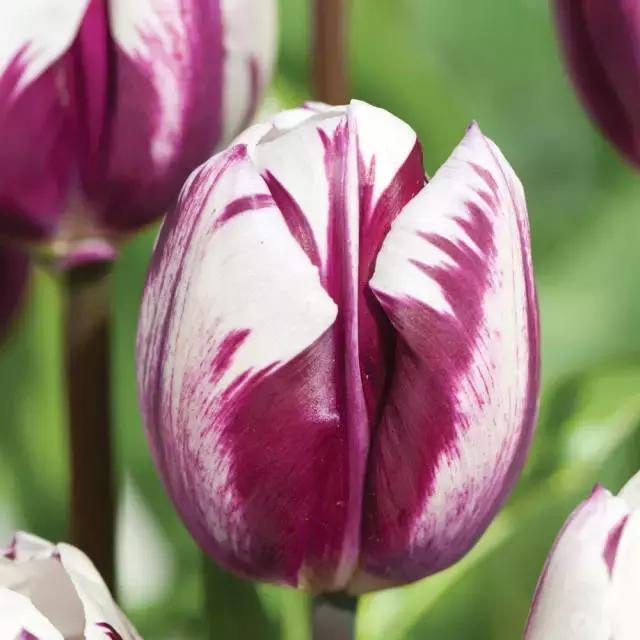 閮侀噾棣欑鐞冪殑鍏绘姢鏂规硶,姘村煿閮侀噾棣欏彂鑺藉悗鍏绘姢