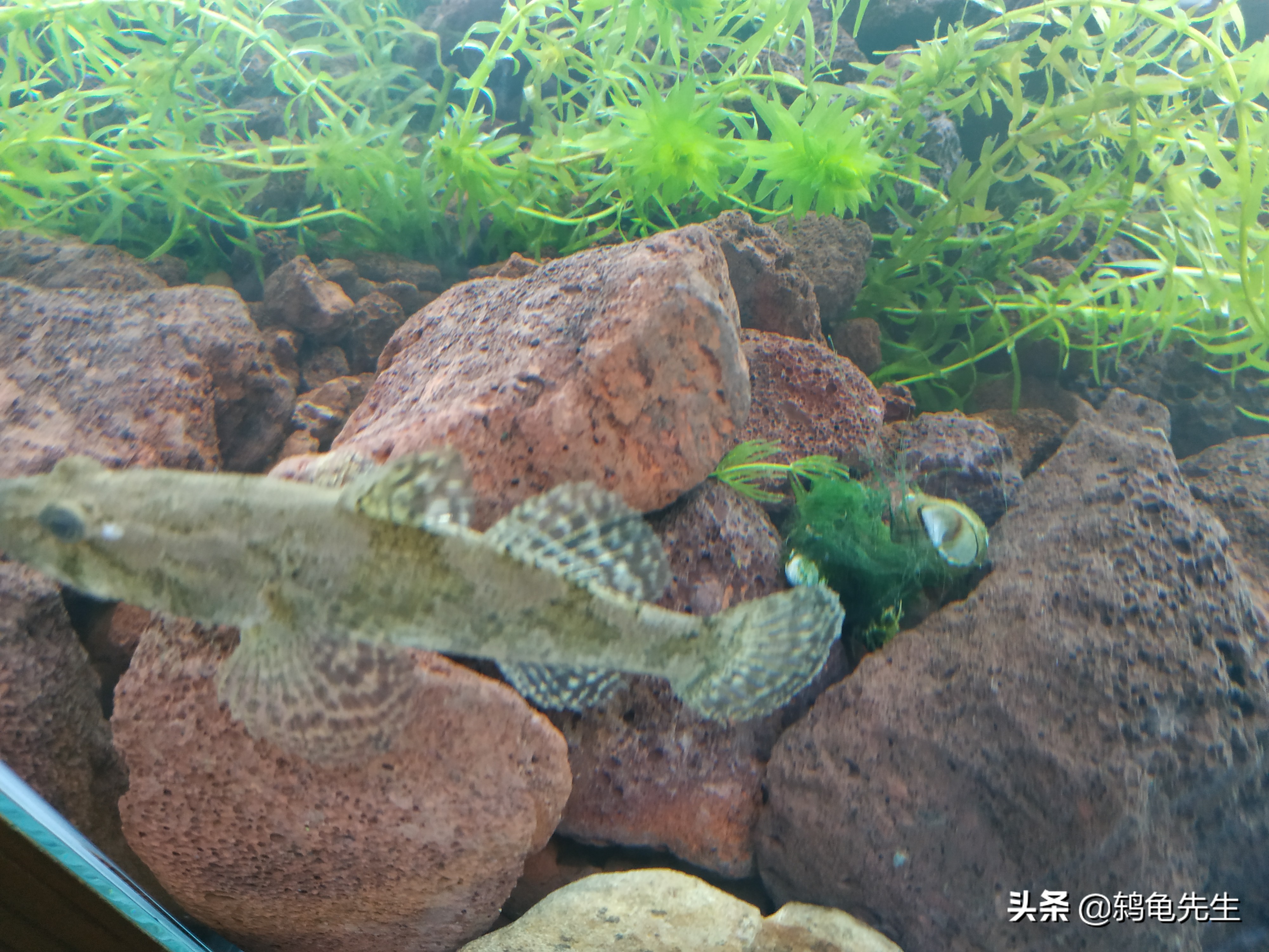 鱼缸里的藻对硝化菌有什么作用,鱼缸爆藻初期能下硝化细菌吗