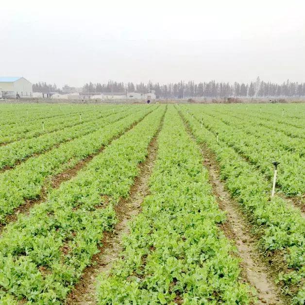 爽口龙须,脆脆的龙须