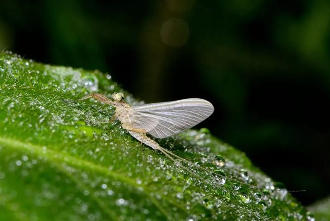 蜉蝣朝生暮死夏蝉不知春秋,蜉蝣朝生暮死而尽其乐出自哪里