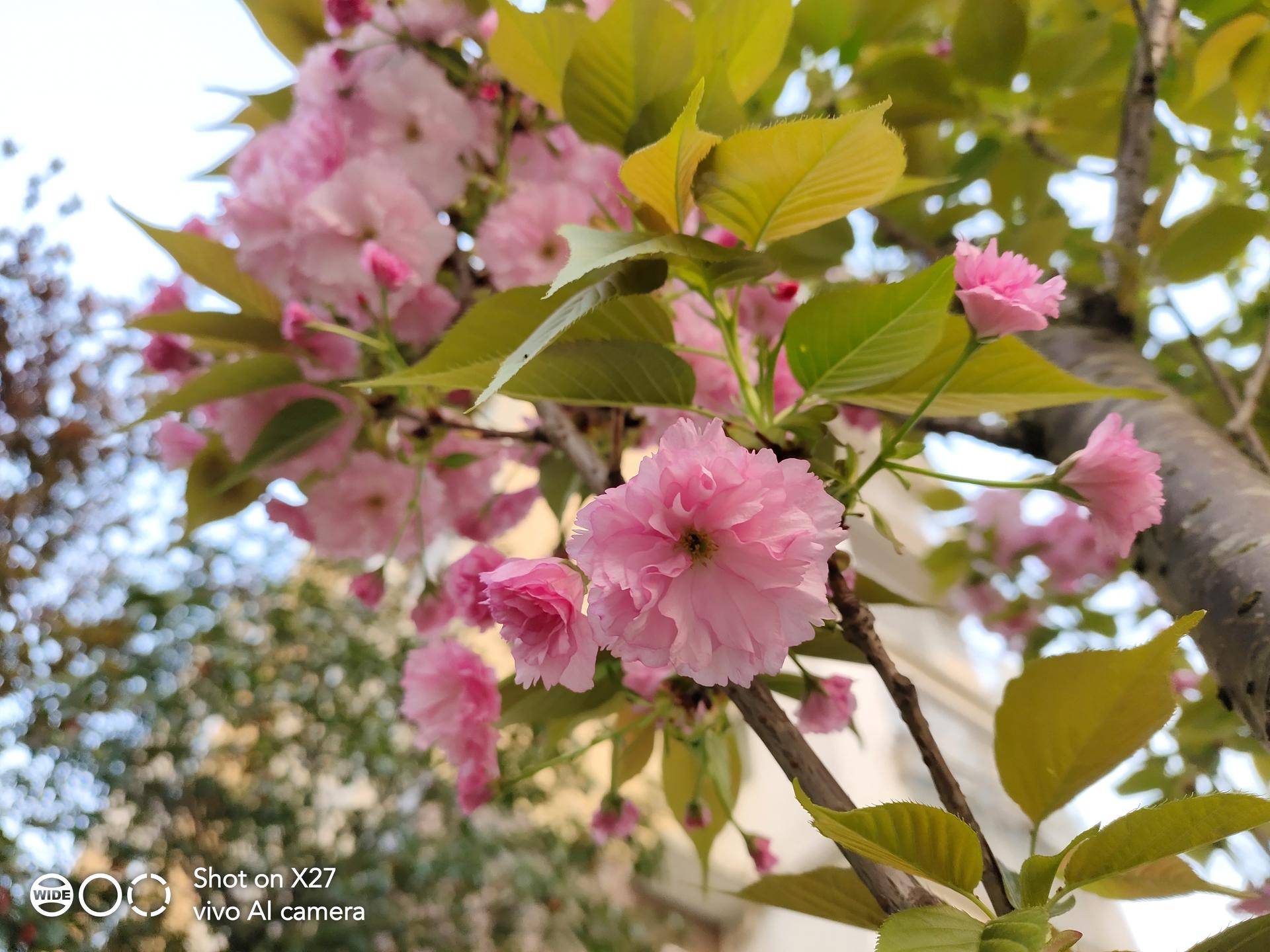 vivox27全面讲解,vivox27搭配零界全面屏设计