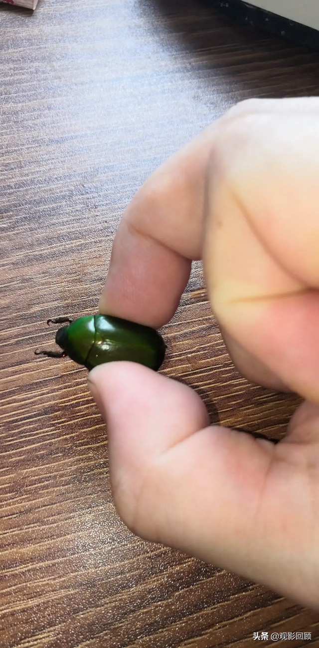 农村潮湿环境常见的昆虫,在乡下能捉到哪些可爱的虫子