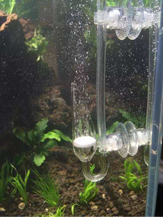 阴性水草的造景方法,100公分阴性水草造景作品