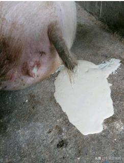 母猪断奶后一直不下奶怎么办,母猪断奶后不发情怎么办