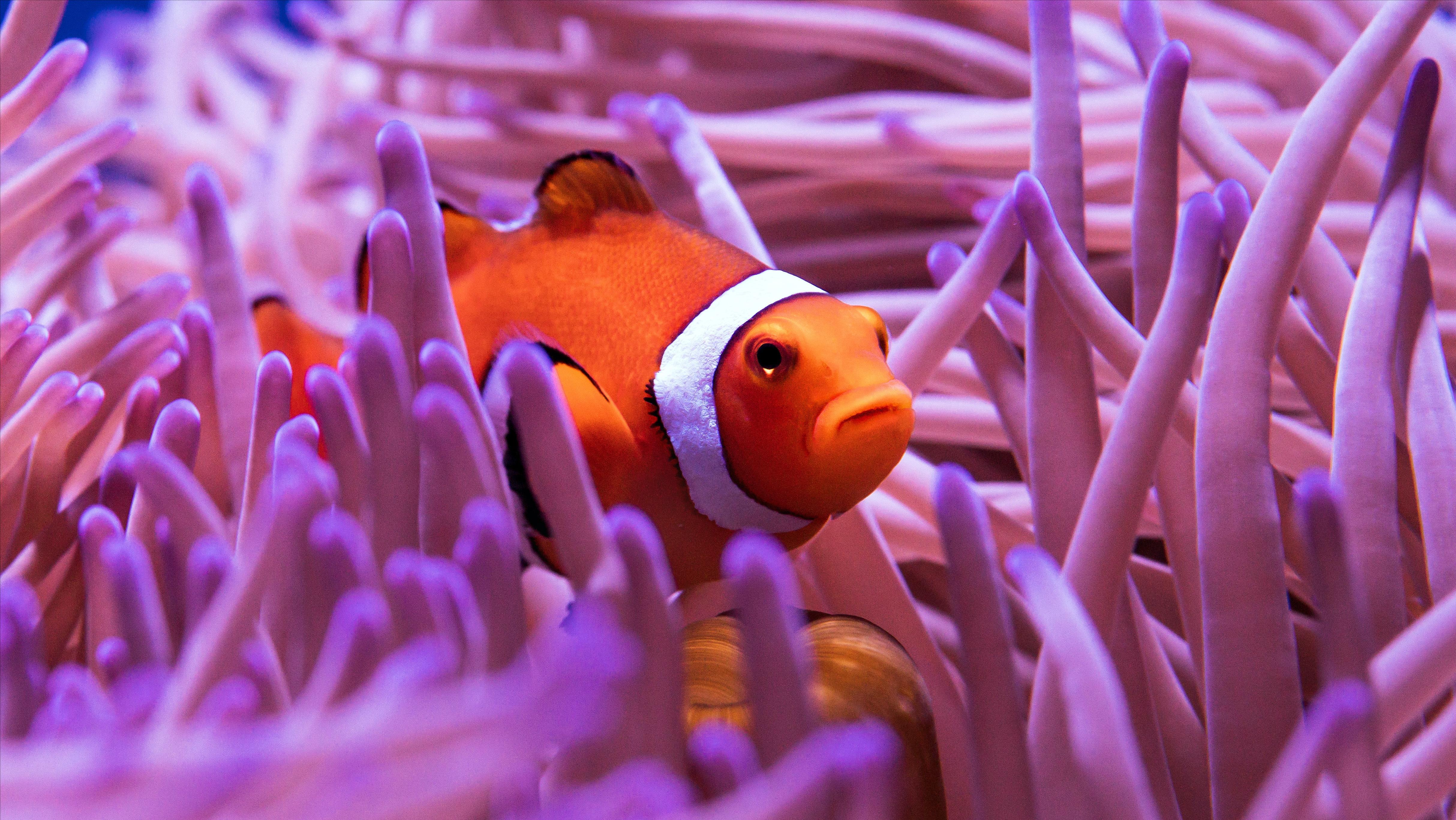 新手养鱼前的基础知识,新手养鱼必备基础知识