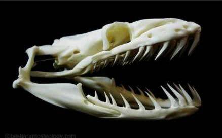 被蛇活吞能剥开蛇的肚子逃生吗,如果被蟒蛇吞下用刀能自救吗