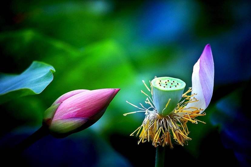淮阳龙湖赏荷旅游视频,中国淮阳龙湖赏荷旅游月活动启动