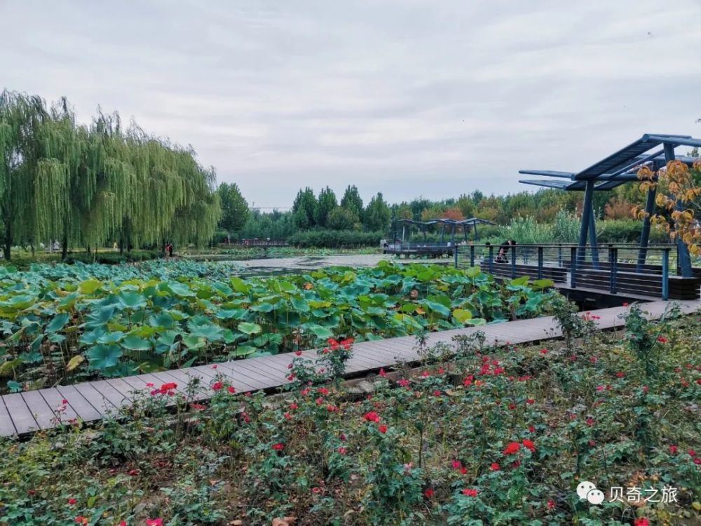 郑州赏荷花攻略,中国赏荷必去的地方