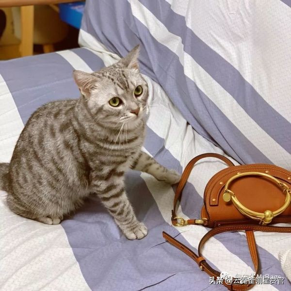 好看又大的宠物包,超好看的宠物包