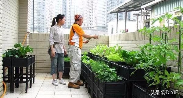 阳台小菜园手把手教你阳台种菜,阳台怎么种菜才能让菜长得肥沃