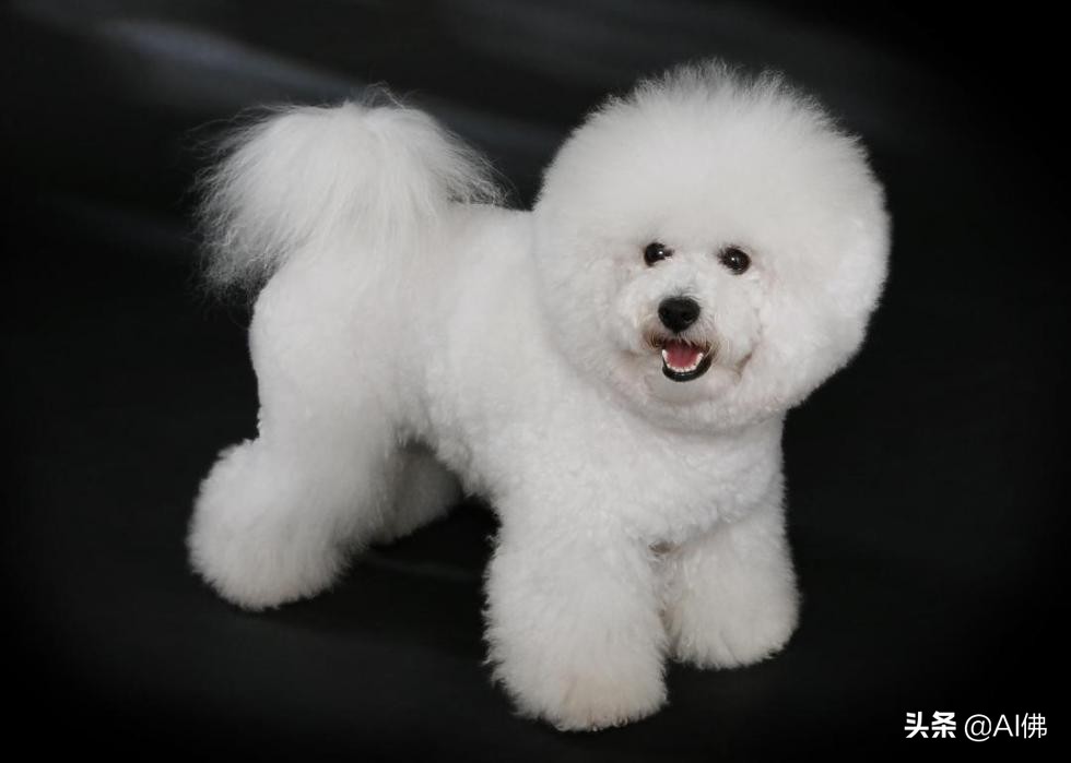 最古老的十大犬种,犬种历史的起源