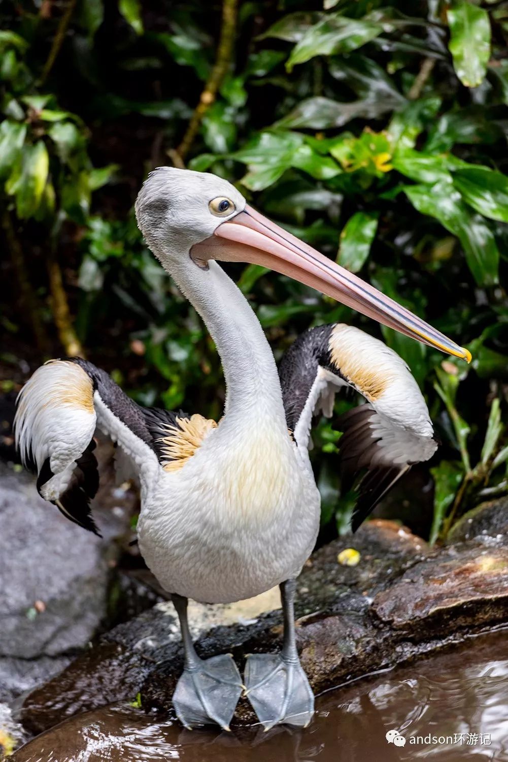 印尼你好怎么发音,印尼歌曲你好傻