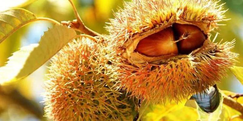 小小的锥栗，大大的美好