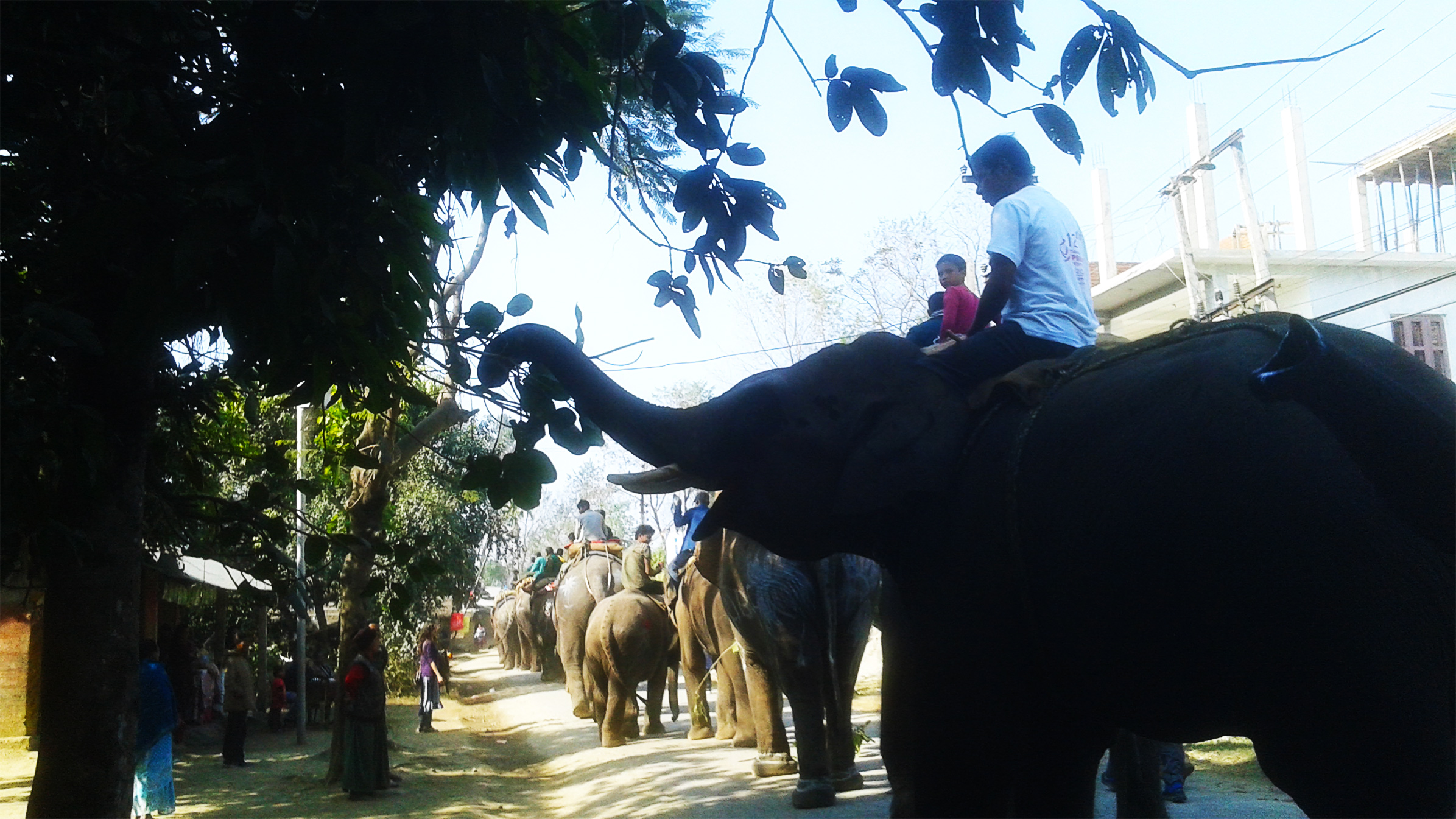 世界杯大象足球,大象足球比赛