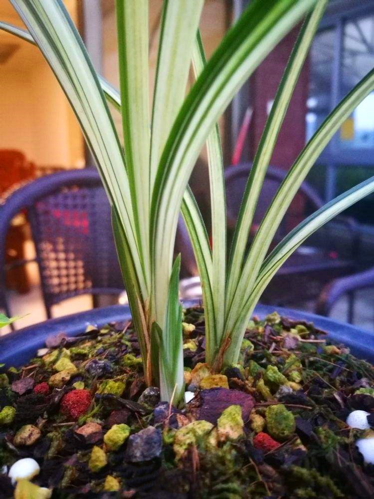 艺兰价格多少一盆,艺草艺兰