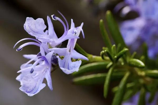 怎么分清螨虫导致的毛孔粗大,毛孔内螨虫怎么解决