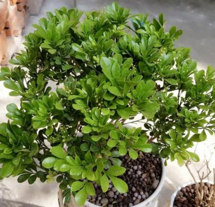 米兰只打骨朵不开花是什么原因,米兰开花苞不开花