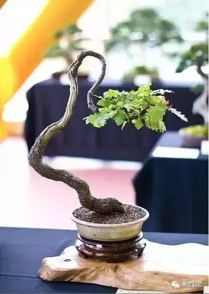 泰山松文人盆景,山松盆景100幅欣赏