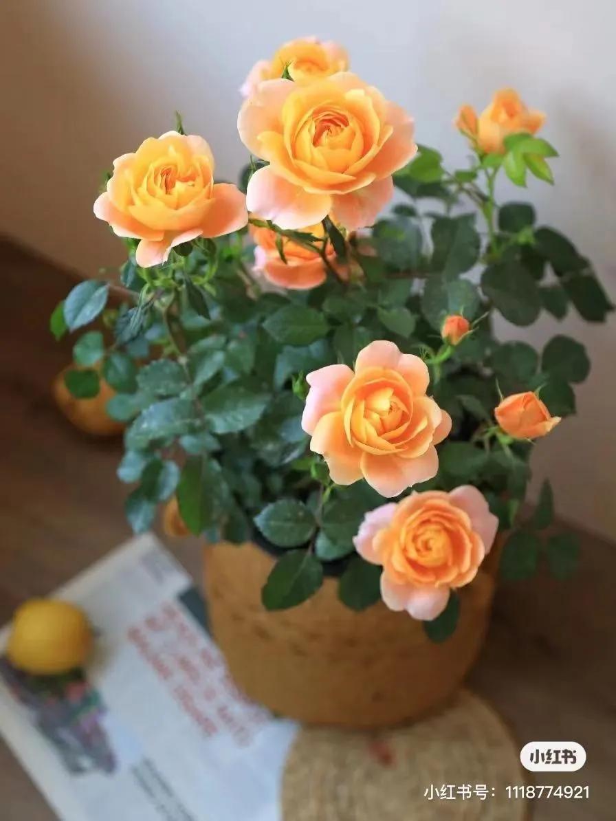 获得worldrose的12款月季品种,露台月季品种推荐