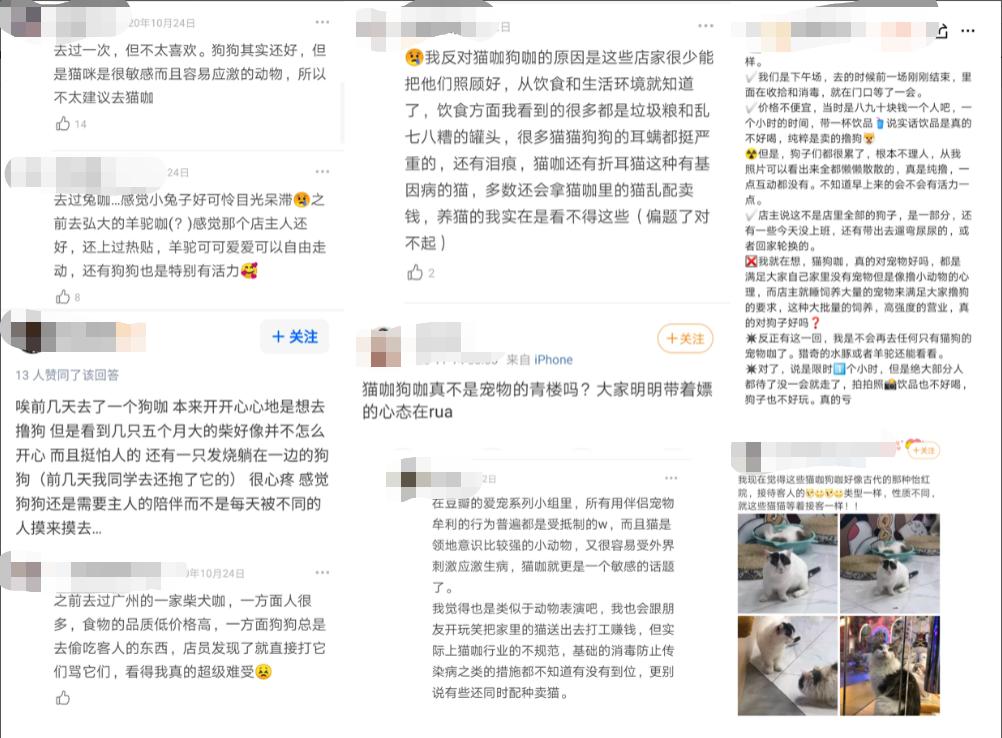 在三里屯体验网红狗咖｜求治愈遭狗子冷淡回应，顾客寥寥无几，我花89元看狗打架1小时