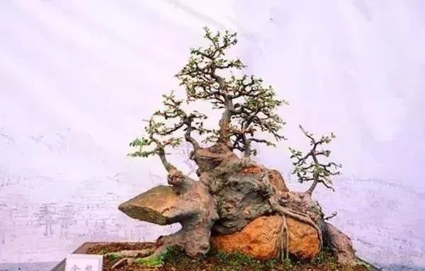 古朴自然盆景欣赏,造型极美的盆景一起来欣赏