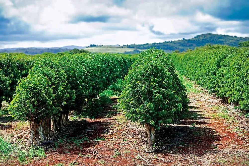 一般咖啡有哪几种咖啡,常见的十种咖啡
