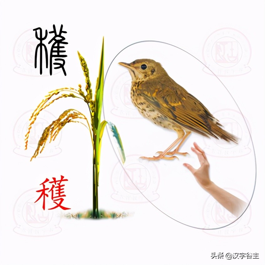 获、獲、穫，三字有什么区别？