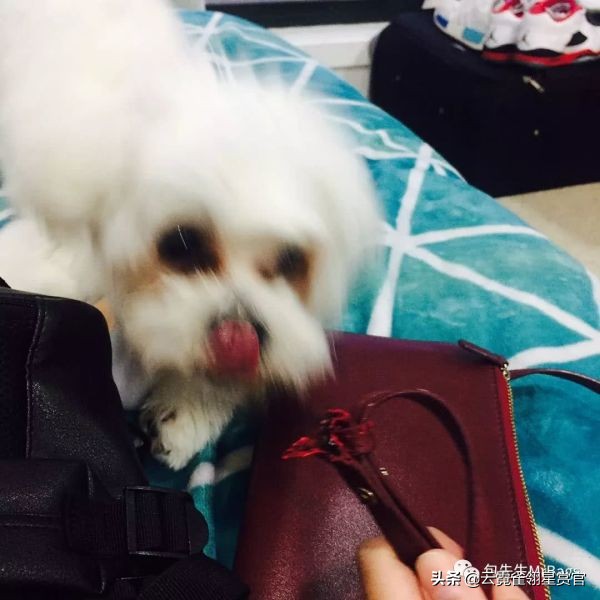 好看又大的宠物包,超好看的宠物包