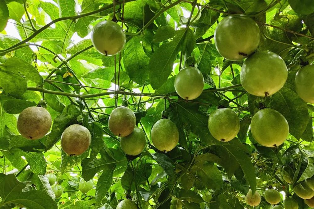 最适合庭院栽种的果树,适宜庭院种植的观赏果树