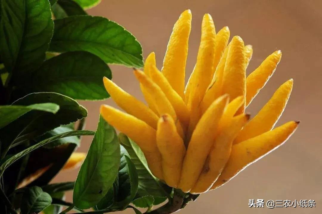 目前种植佛手柑还有前景吗,佛手柑怎么很少人种植