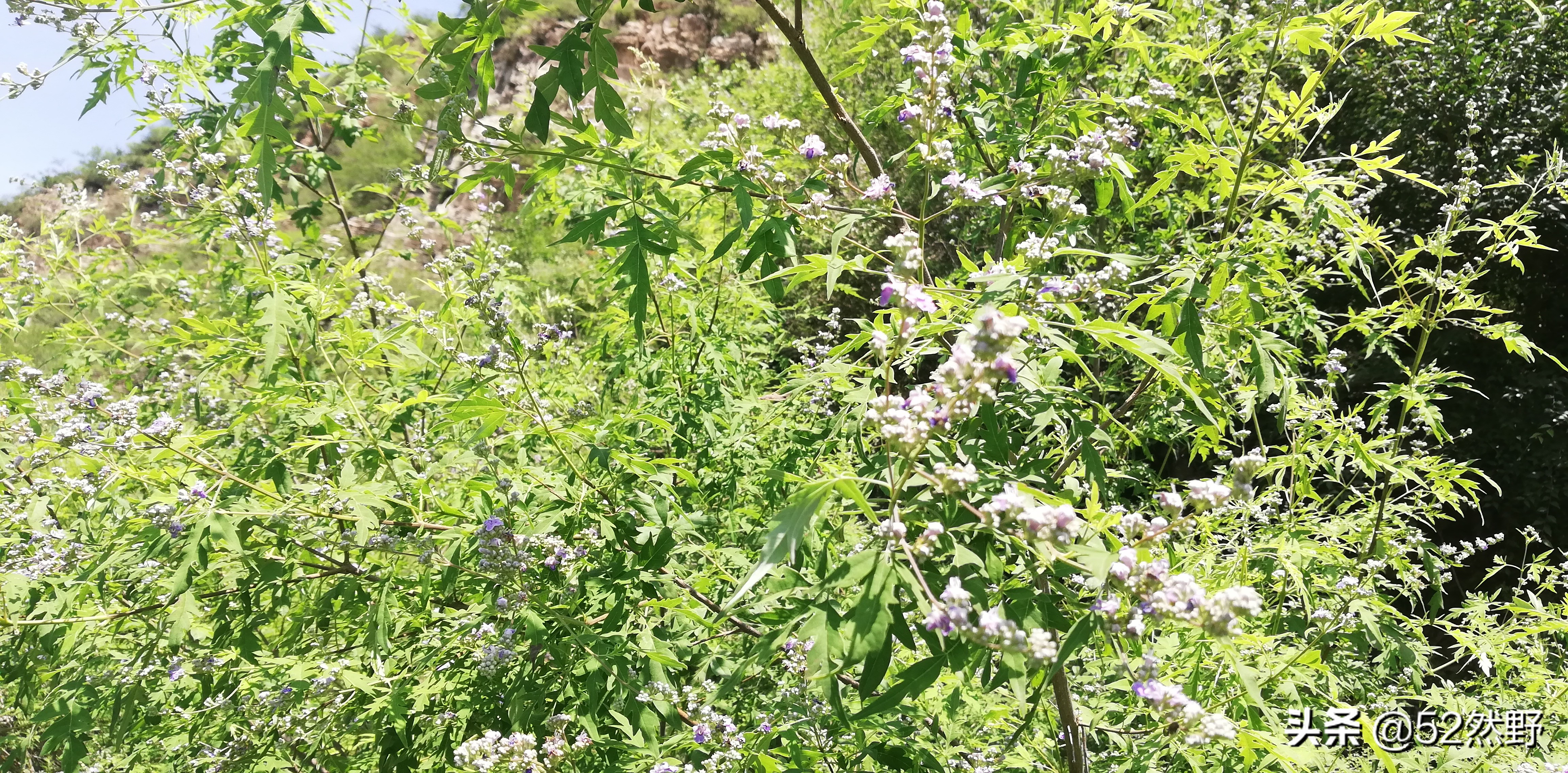 燕山唯一丹霞长嵯，山村溪水野草闲花