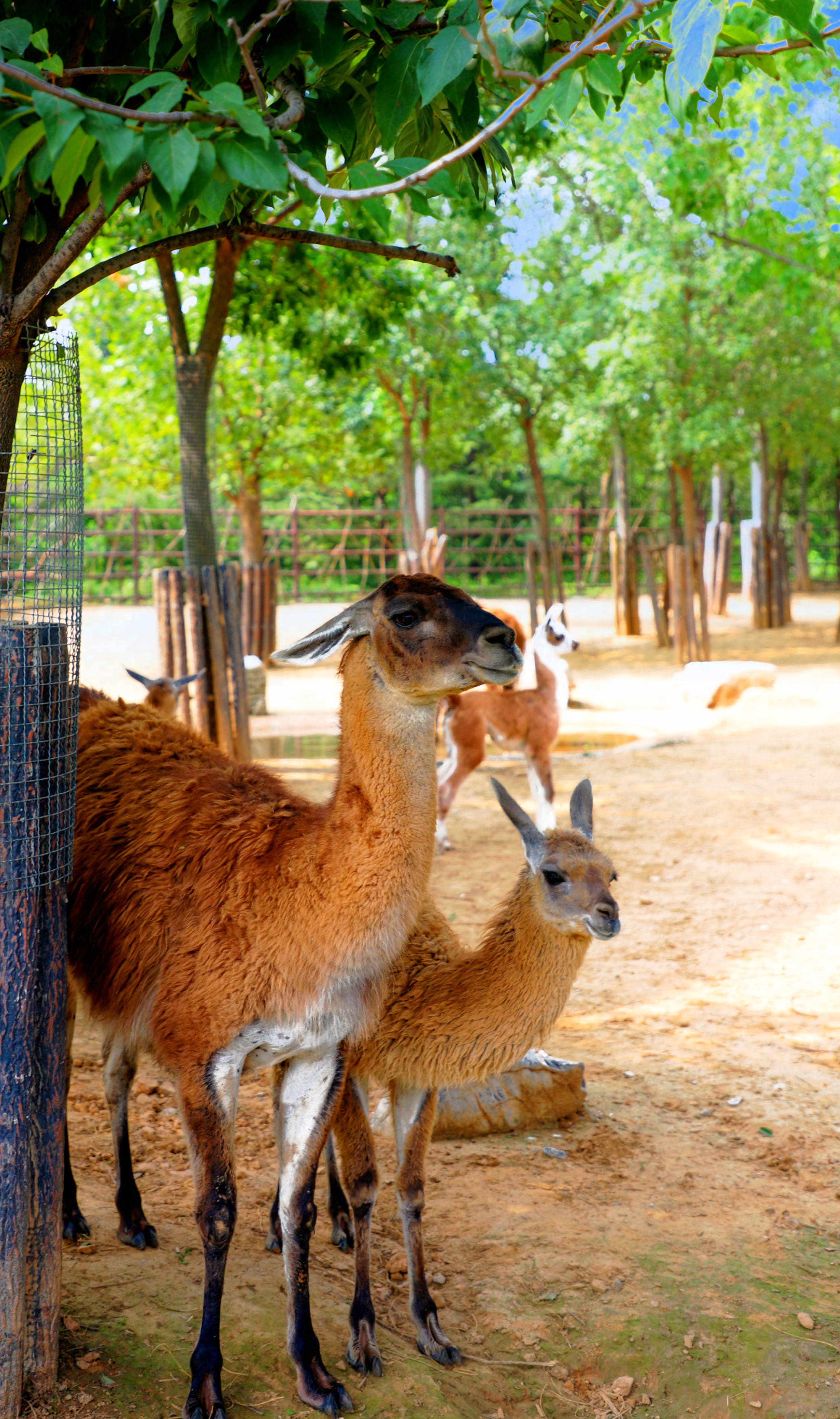 济南周末冬季遛娃,济南遛娃好玩的地方