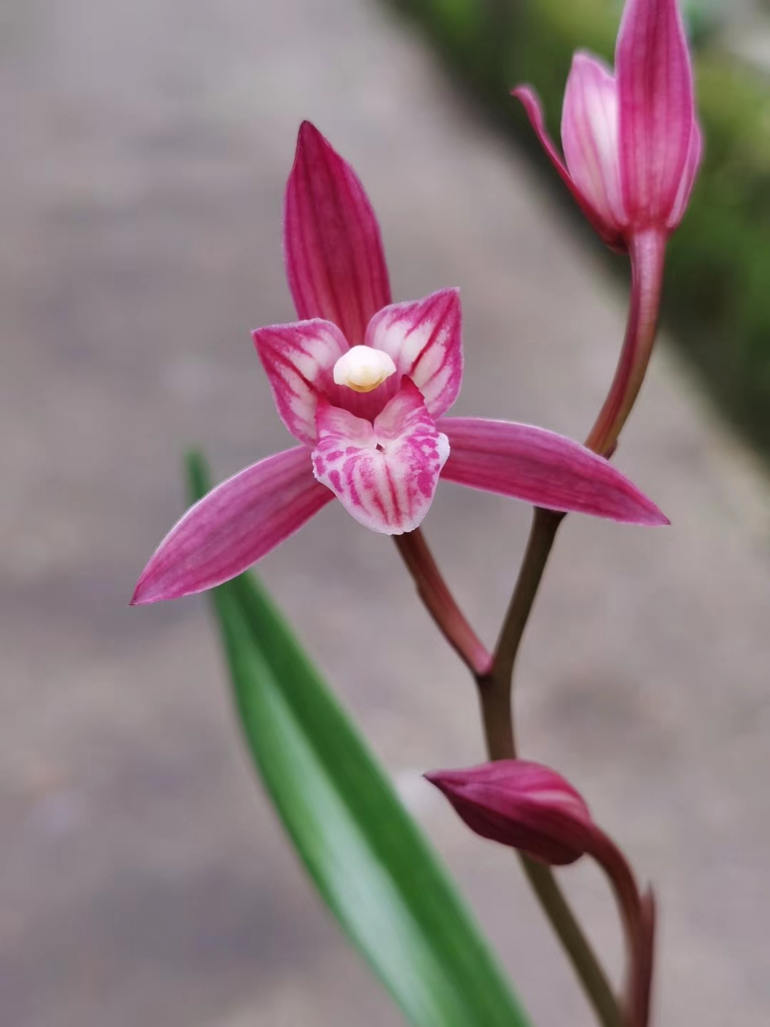 彭州市丽春镇丽景兰花产业园,彭州市丽春镇逸菲兰花种植场