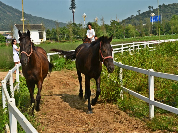 西山太湖花海地址,苏州花海乐园旅游攻略