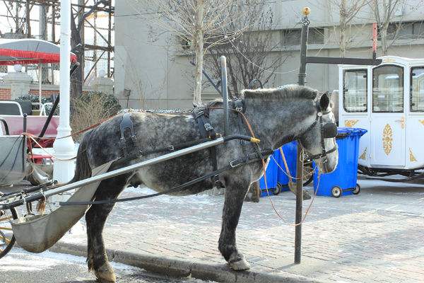 驴骡子马有什么区别,马驴子骡子都有什么区别呢