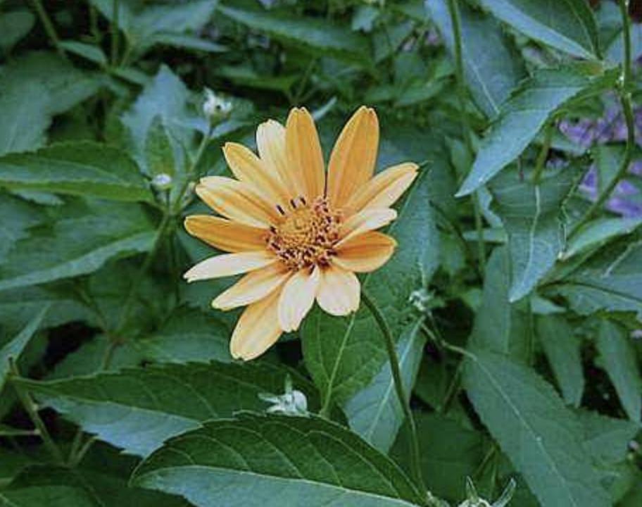 农村野草像洋姜,农村一种野姜是杂草