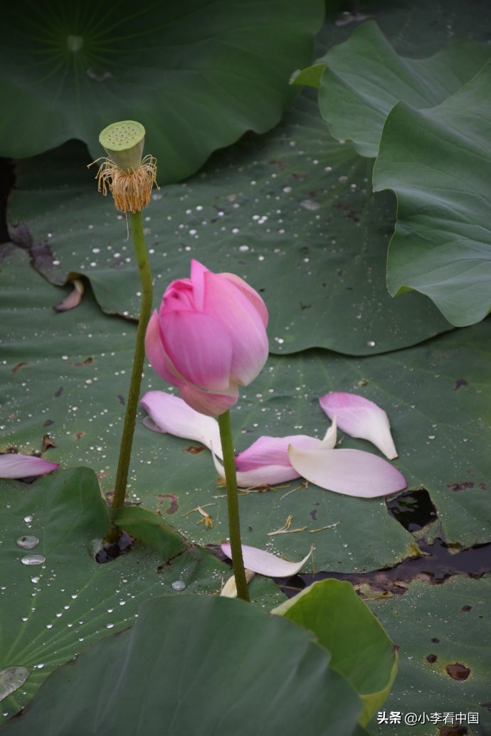 江苏常熟沙家浜,江苏常熟沙家浜温泉