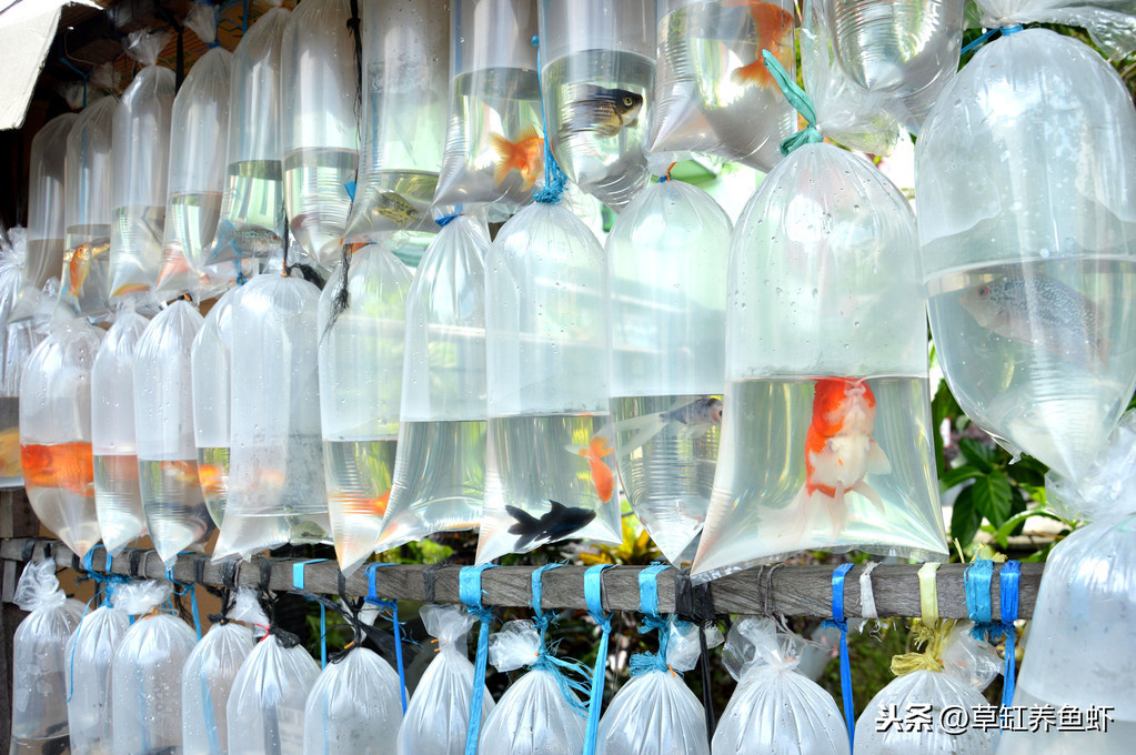 养鱼的技巧和方法新手入门,养鱼有哪些必须学会的技能和方法