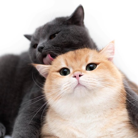 布偶猫叠罗汉,猫咪叠罗汉