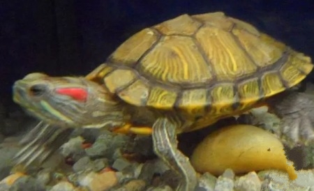 养龟事项,养情侣龟注意什么