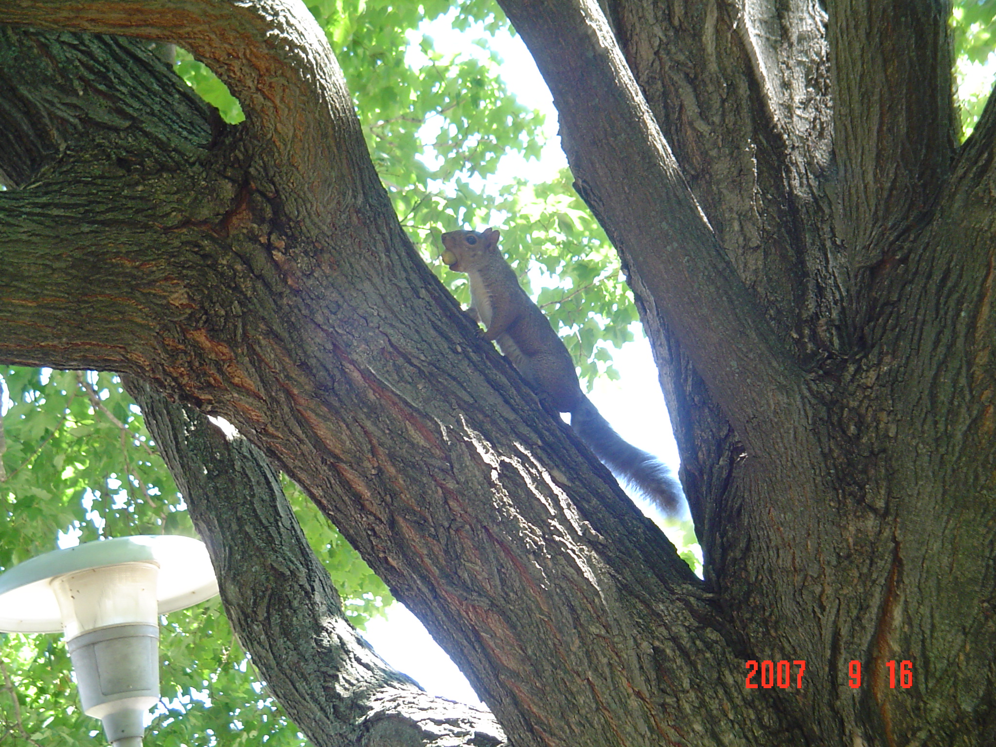 我的“大尾巴”，你在异国他乡还好吗？