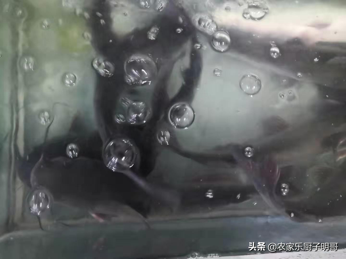 正宗四川麻香鱼的做法大全,椒麻鱼的正宗四川做法