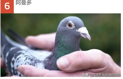 十大最昂贵动物排名,世界十大最贵的动物排行榜