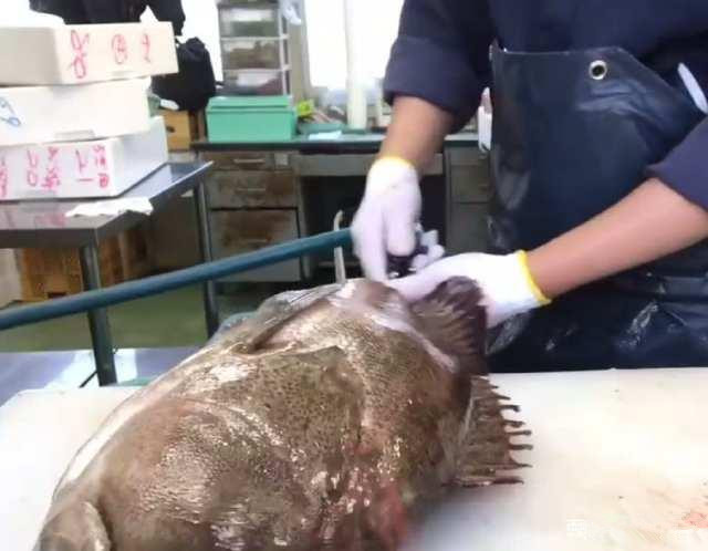 月薪三万的日本顶级厨师，处理“极品大石斑”，你觉得如何？
