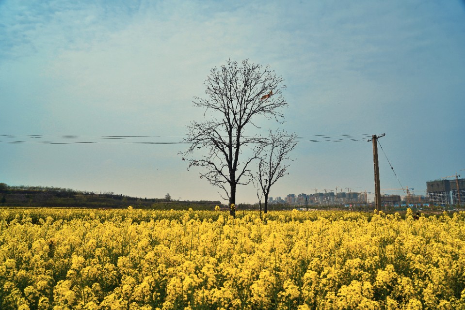 临潼油菜花海美景,阎良石川河哪里有油菜花