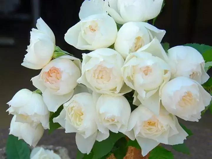 获得worldrose的12款月季品种,露台月季品种推荐