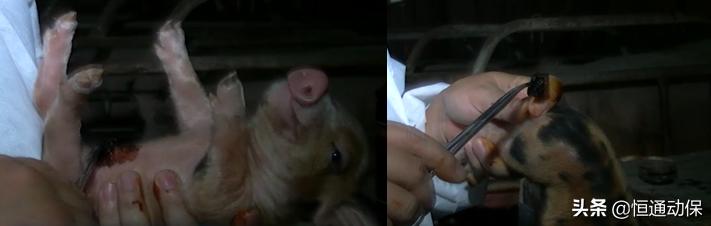 母猪分娩率计算公式,母猪分娩护理技巧