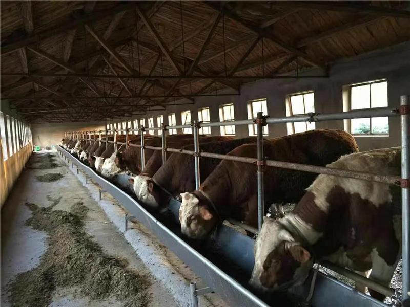 肉牛消化能和代谢能的关系,肉牛生长阶段的营养需求