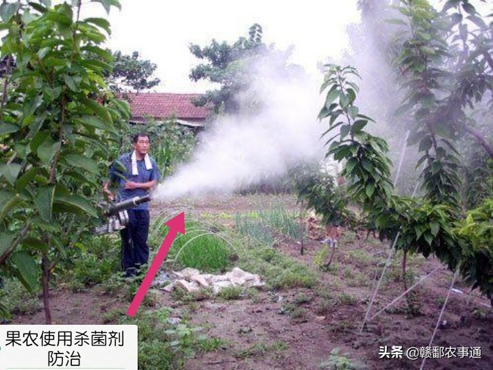 果园农药专用杀虫剂,果树杀粉螨最有效的杀虫剂是什么