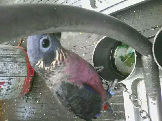 鸟市常见的鹦鹉蓝色羽毛,鸟市常见的鹦鹉